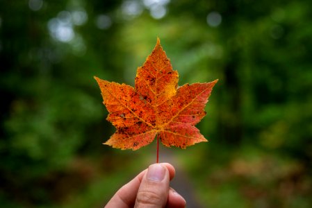 180913-fs-chippewa-rf-fall-norwaybeach-1