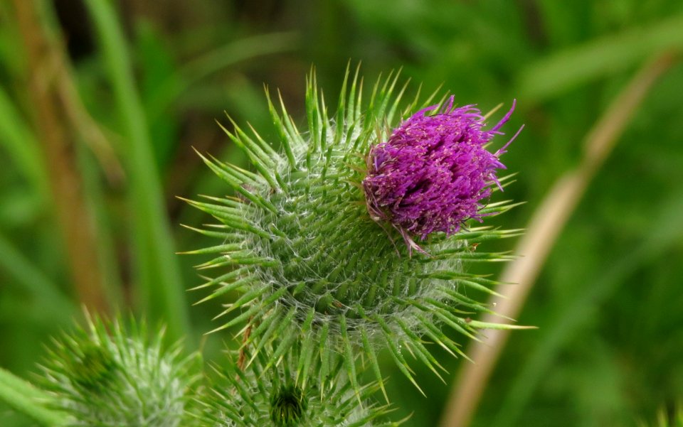 Flor de cardo