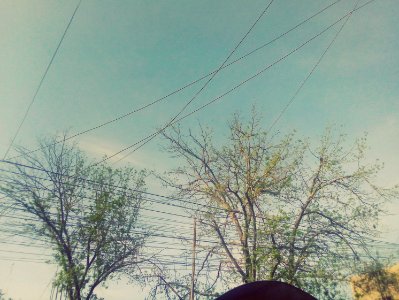 Árboles y cables