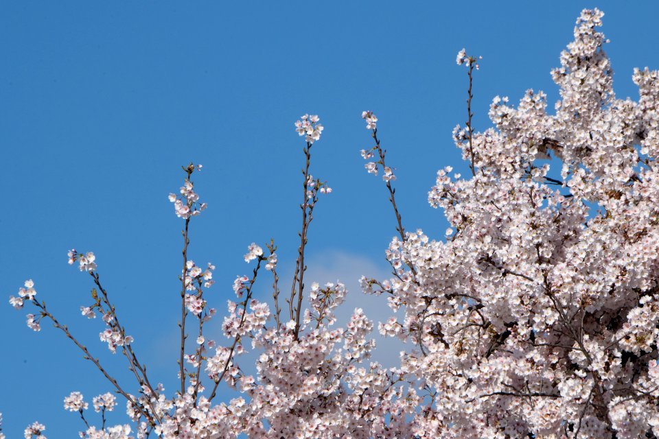 20190401-FS-CherryBlossoms-LSC-028