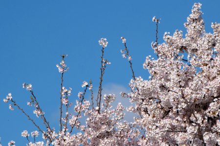 20190401-FS-CherryBlossoms-LSC-028