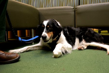 Jennifer Croft and Service Dog