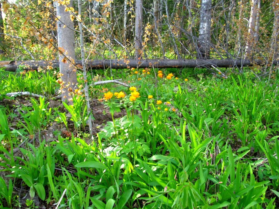 Trollius asiaticus, Allium ursinum