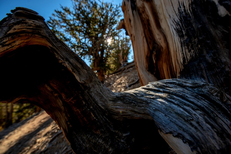 20181019-FS-Inyo-CMR-009