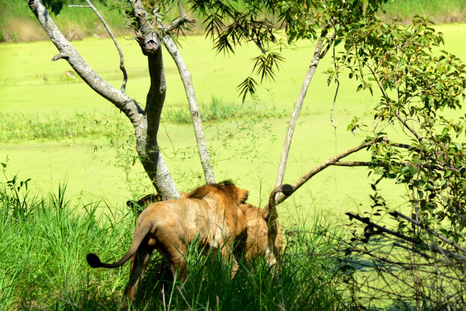 Lion's of Bannerghatta National Park, Bangalore, Karnataka, INDIA.