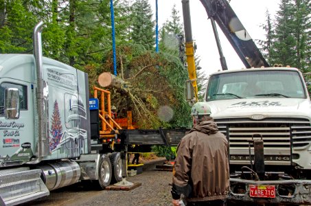 20181119-FS-WillametteNF-tree-lowering-KB-005