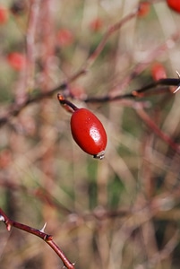 Plant nature brian photo