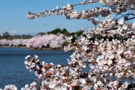 20190401-FS-CherryBlossoms-LSC-030