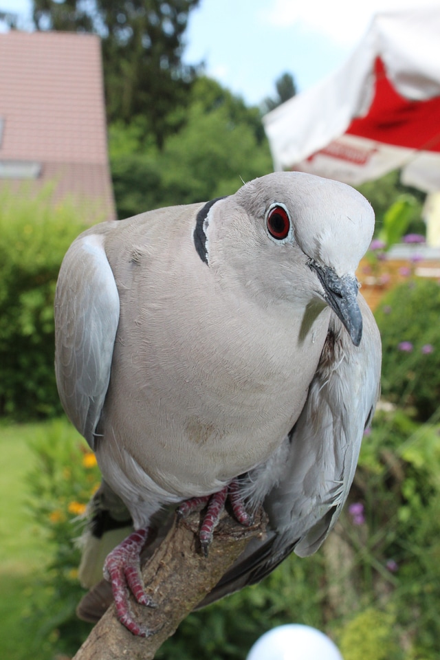 Wing standing feather