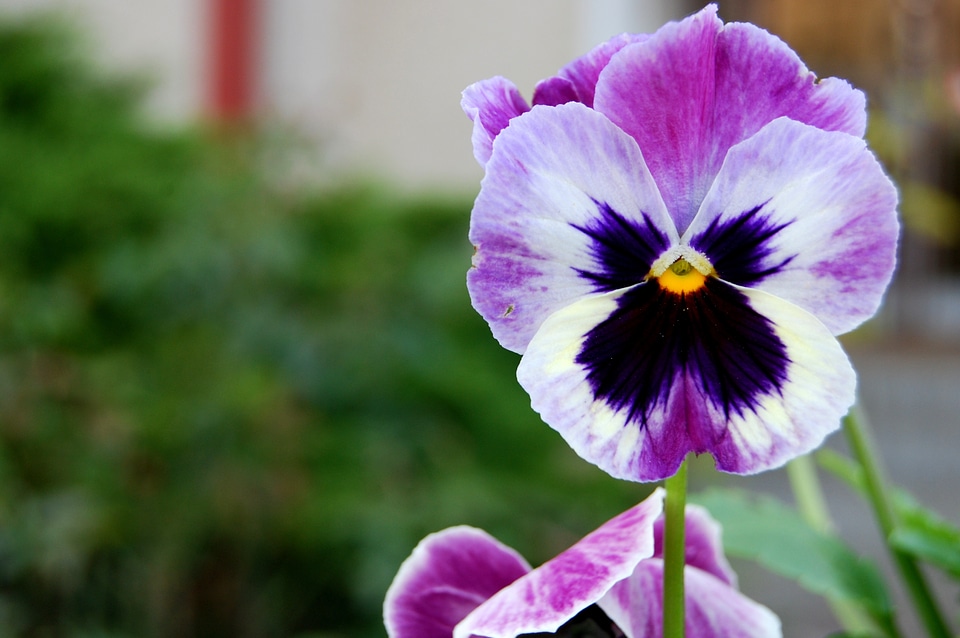 Pansy flower spring