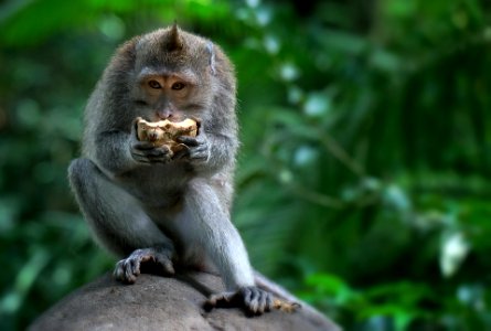 a monkey in Ubud, Bali, Indonesia photo