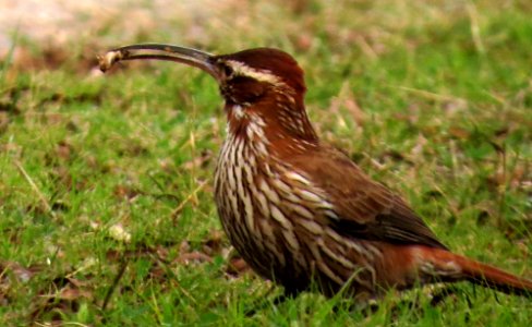 Trepador grande (Drymornis bridgesii) photo