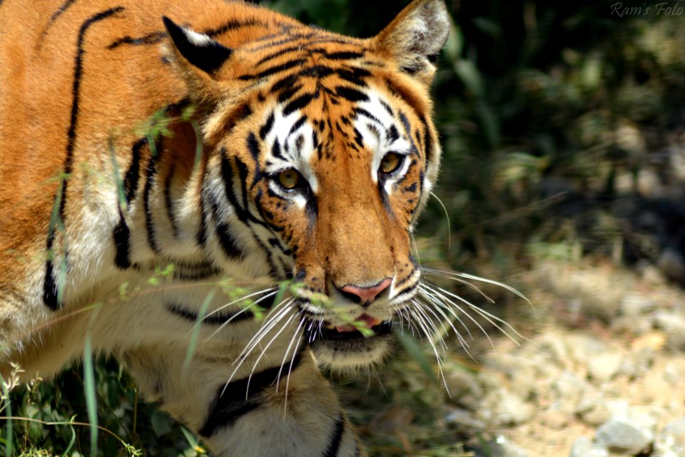 Royal Bengal Tiger