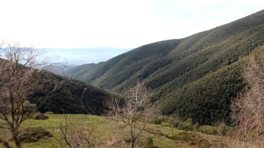 Animals in the forest. Donkey, Dogs and fly.