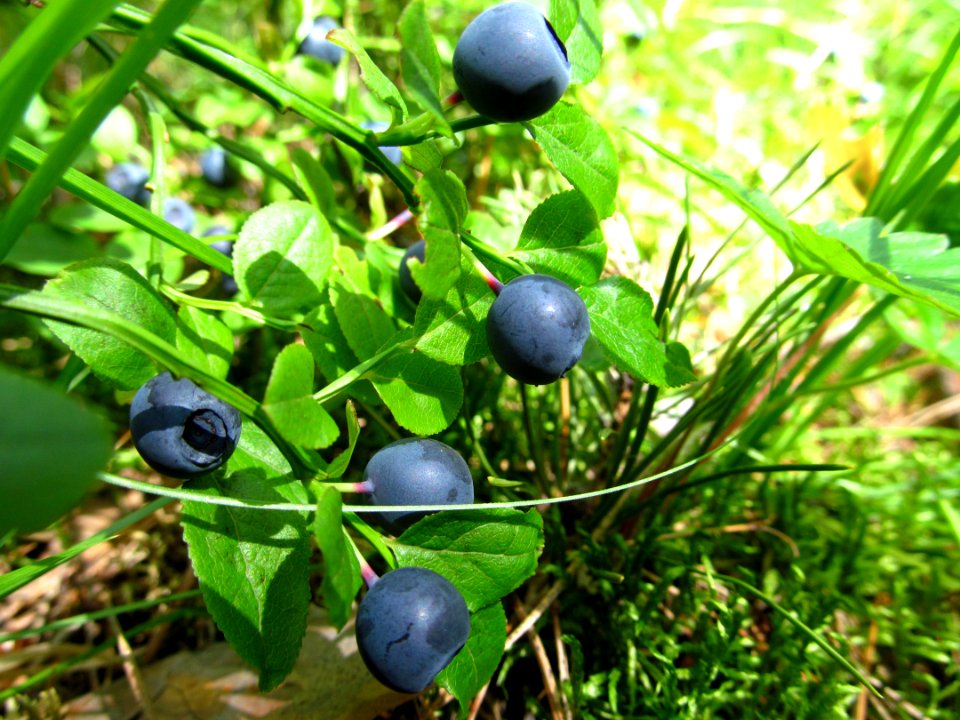 Vaccinium myrtillus