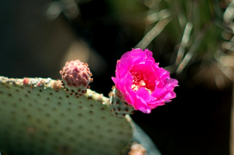 Cactus Bloom Apr Tucson