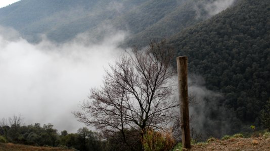 Bosque con neblina