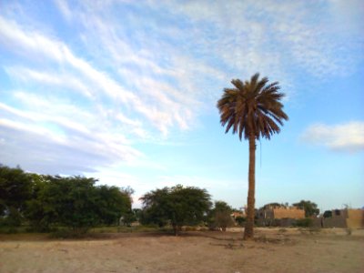 Palmera solitaria photo