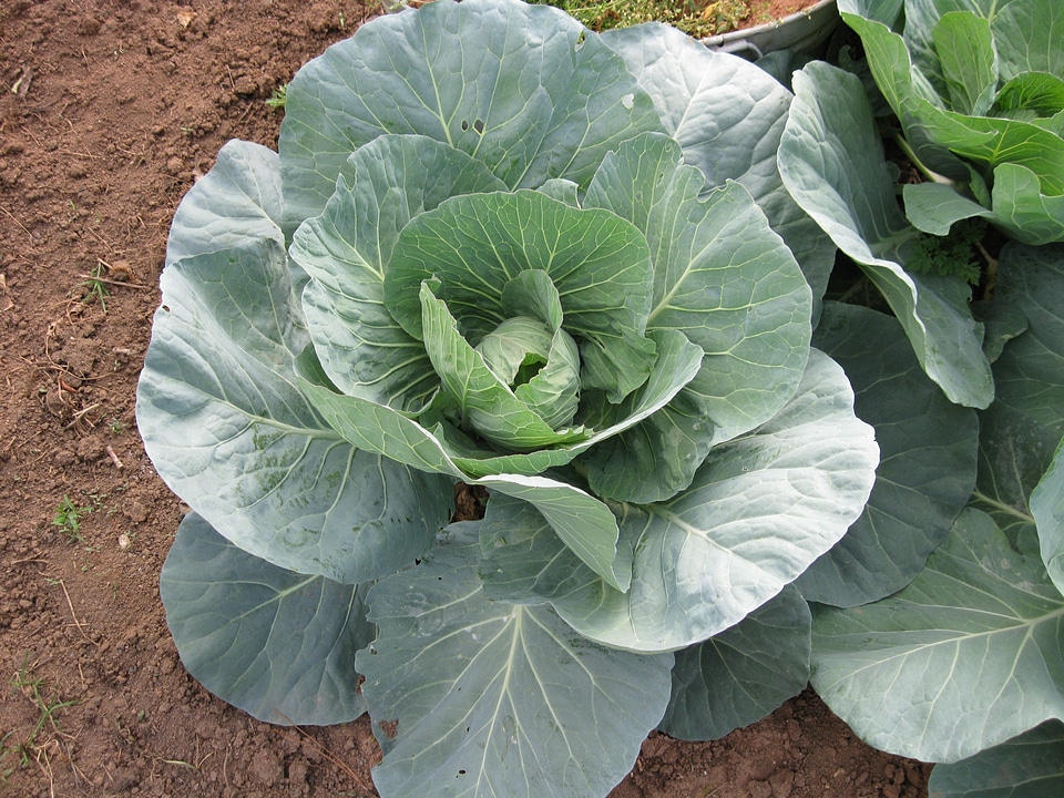 Organic nature vegetarian