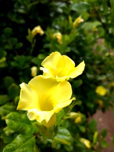 Jardim Botânico Plantarum