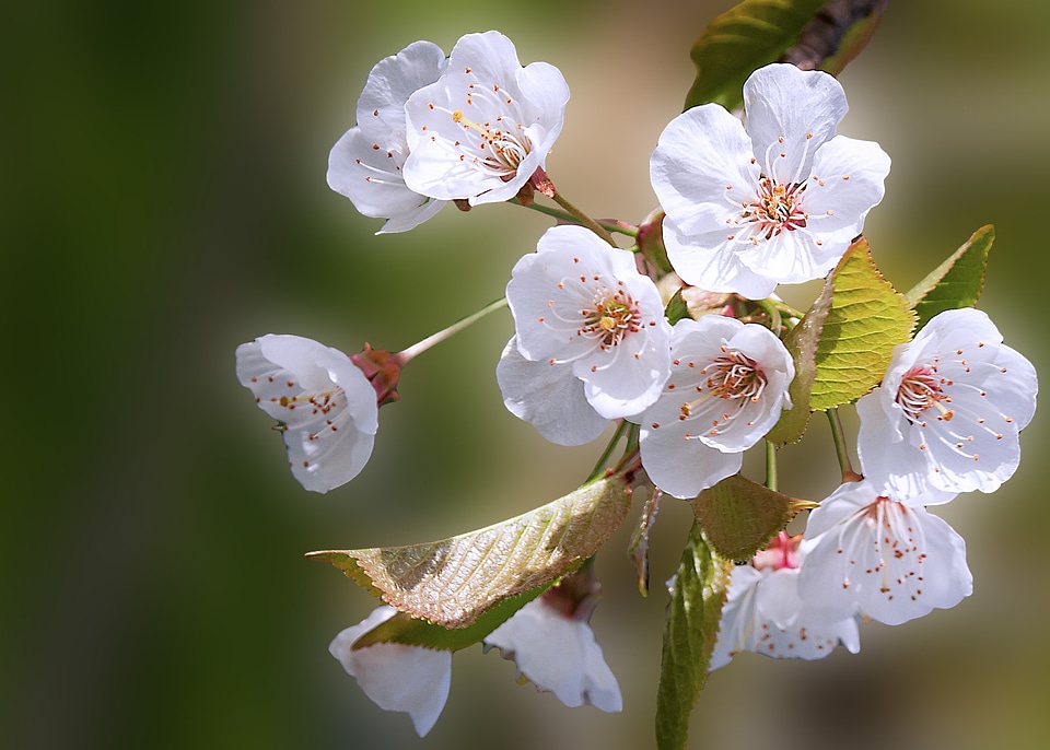 Plant spring flower spring background