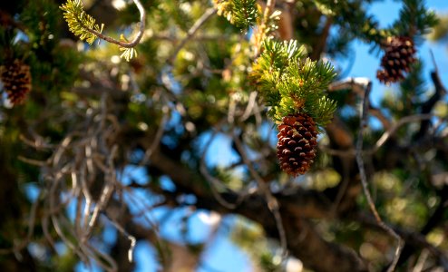 20181019-FS-Inyo-CMR-016