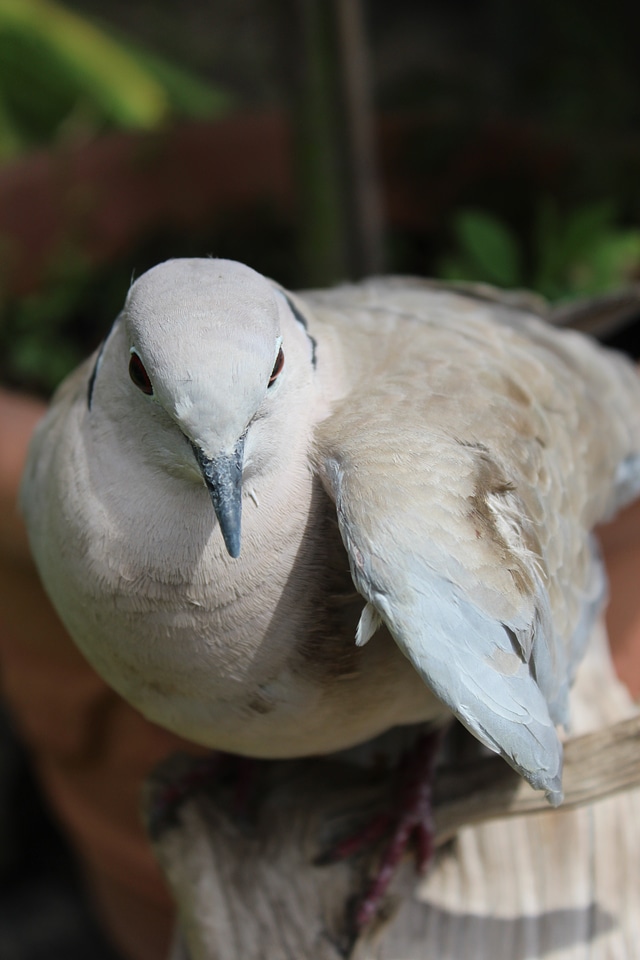Wing standing feather