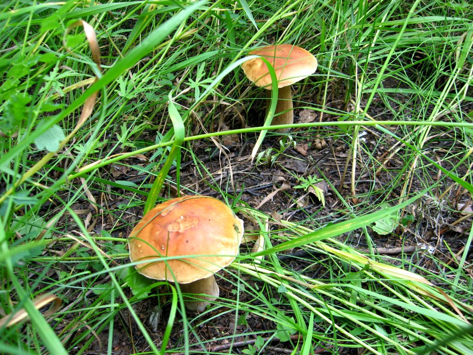 Boletus edulis f. betulicola
