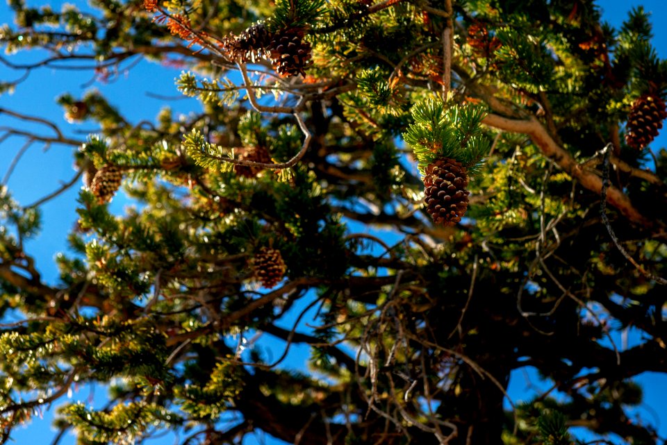 20181019-FS-Inyo-CMR-015