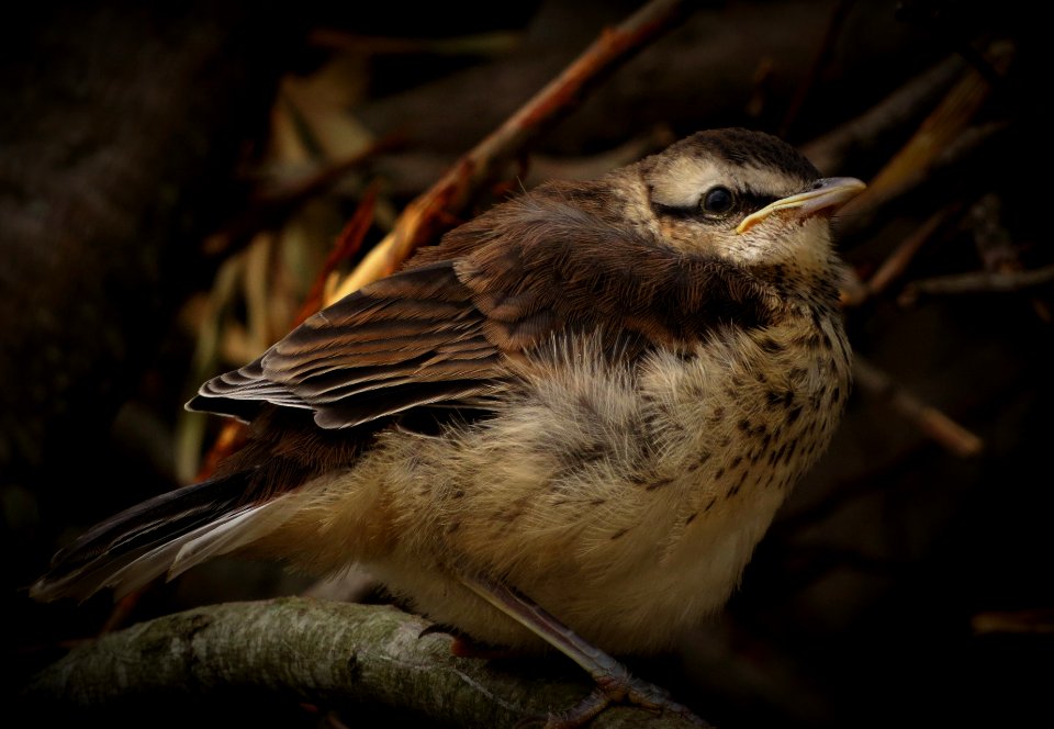 Pichón de calandria común (Mimus saturninus)