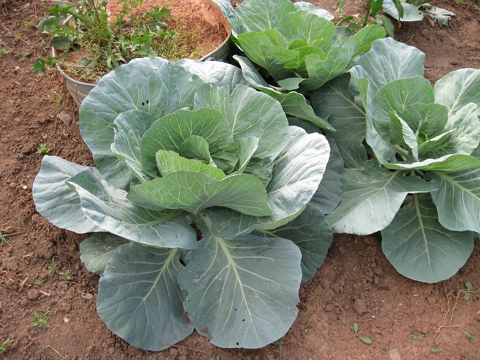 Agriculture gardening vegetarian