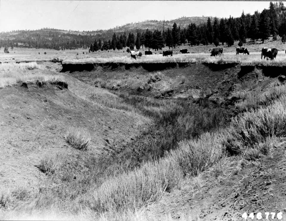 1942XXXX-FS-Mono-PF-446776