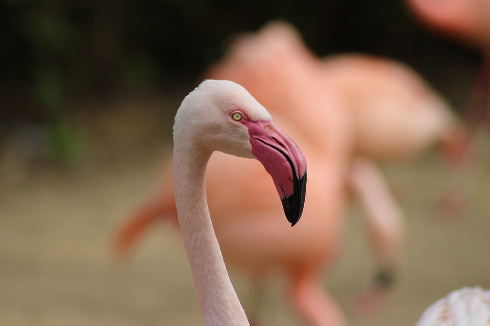 Flamingo animal bird