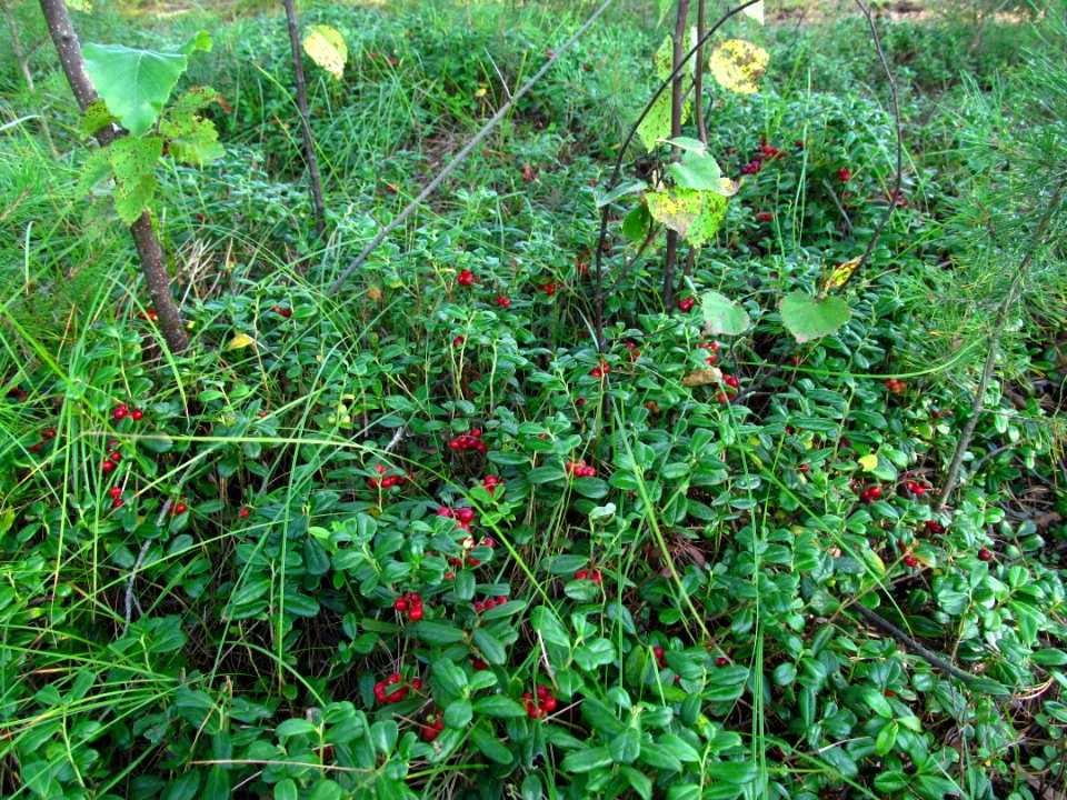 Vaccinium vitis-idaea