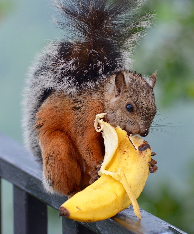Mammal nature variegated