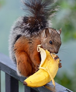 Mammal nature variegated
