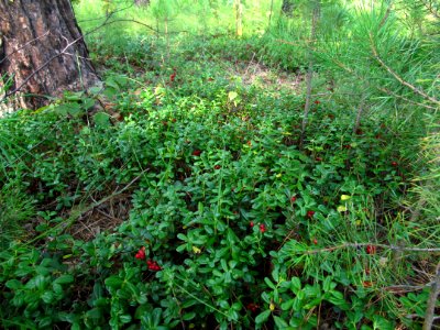 Vaccinium vitis-idaea