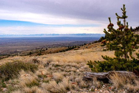 20200504 Pryor Mtns 153