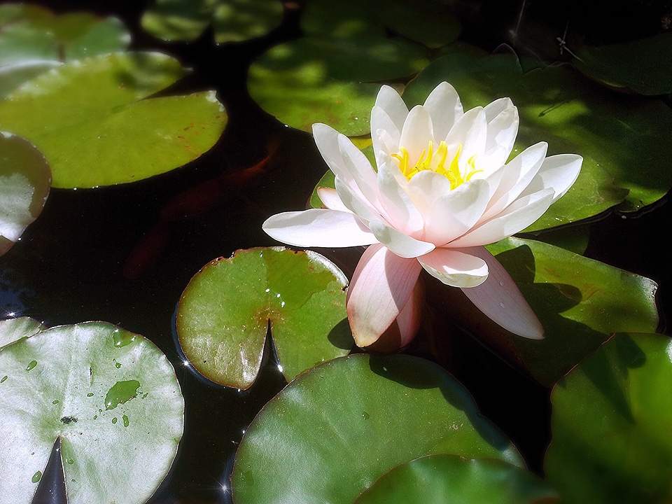Flower nature water