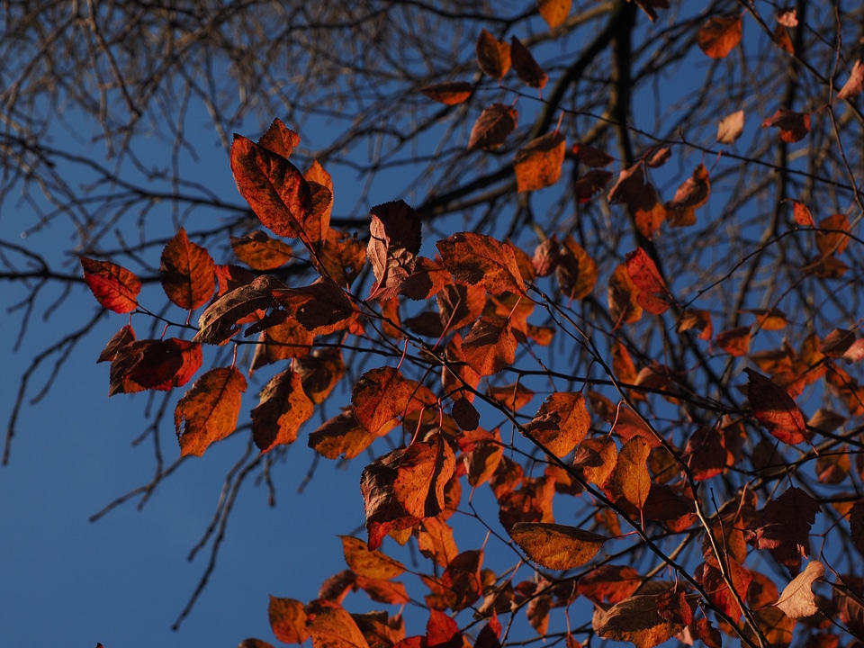 Autumn red blood plum