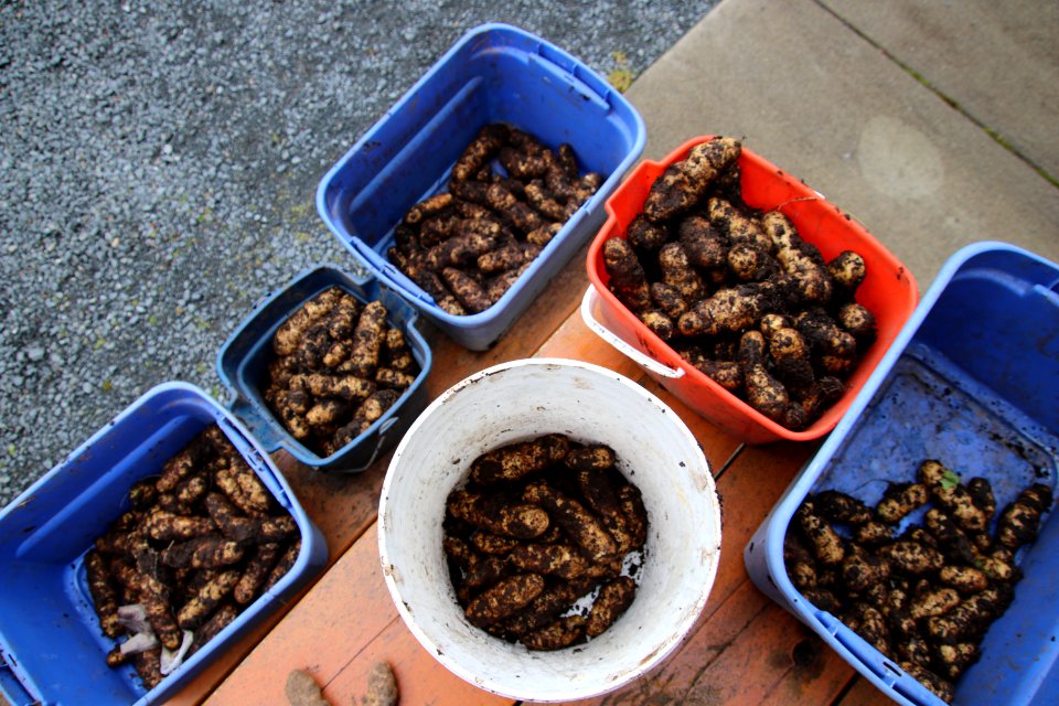 tlingitpotatoharvest-TongassNF-2020014-001