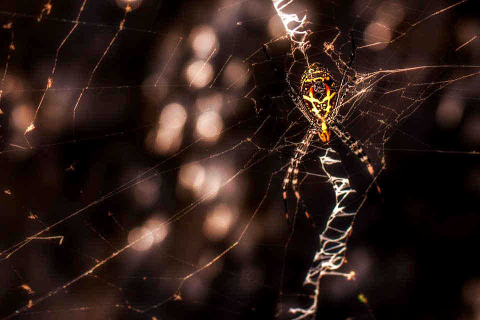 spider in beautiful light