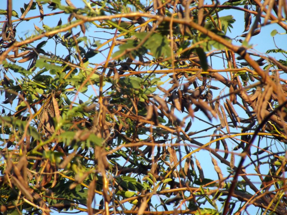 Acacia de tarde