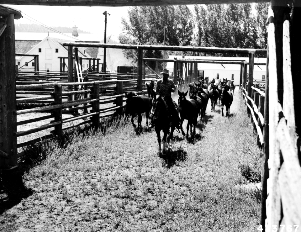 195306XX-FS-Montana-WES-473767