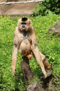 Animal monkey relax