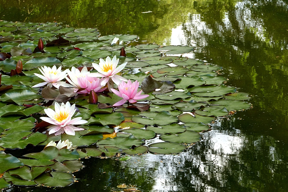 Waters mirroring summer