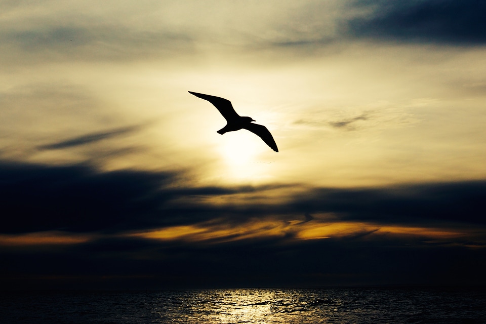 Animal seagull flight