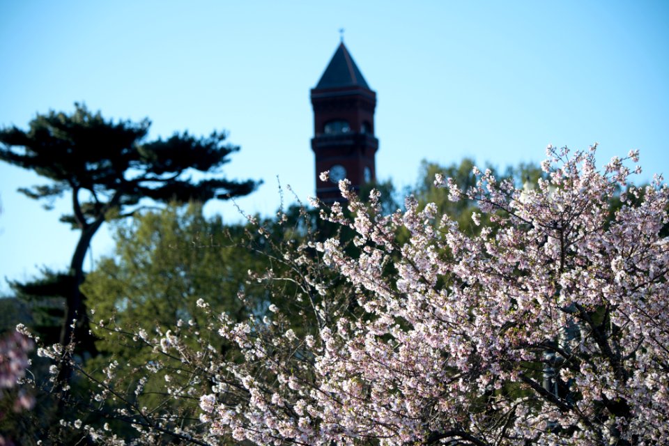 20190401-FS-CherryBlossoms-LSC-001
