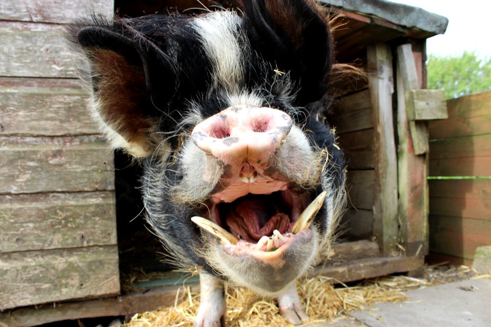 petkunekunepig-4