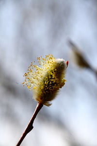 Bloom nature branches